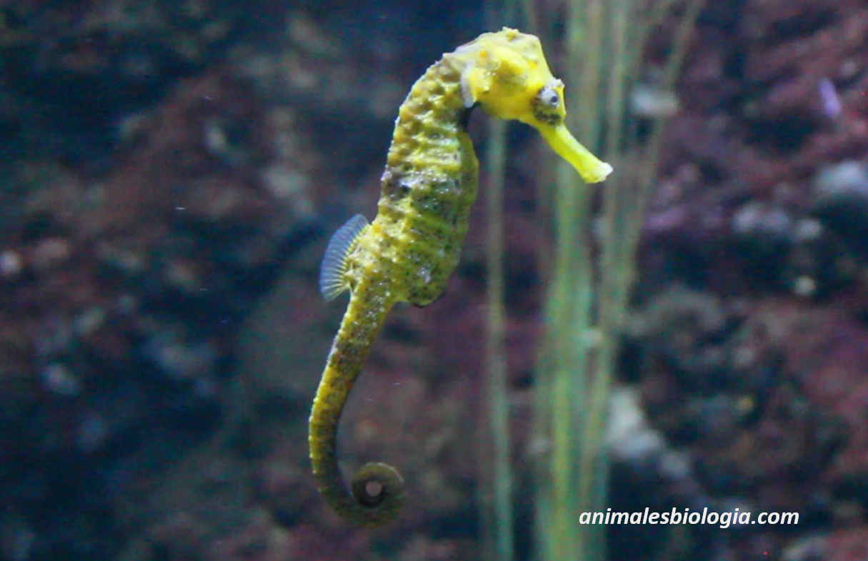 Comportamiento de los caballitos de mar