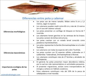 Diferencias entre pota y calamar