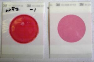 Escherichia coli (E. coli)