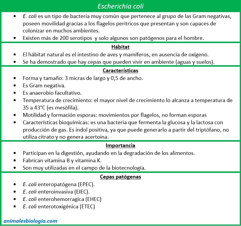 Resumen, esquema sobre Escherichia coli (E. coli)