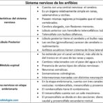 ficha-sistema-nervioso-de-los-anfibios