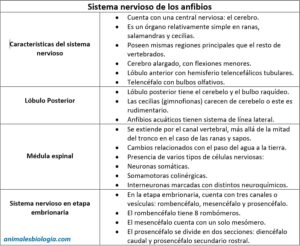 Sistema nervioso de los anfibios