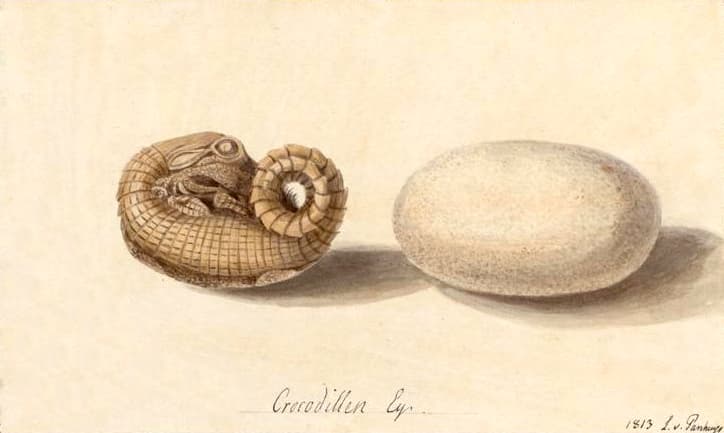 Reproducción del cocodrilo