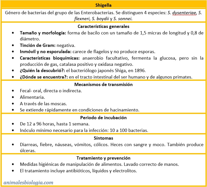 Shigella, ficha o resumen explicativo