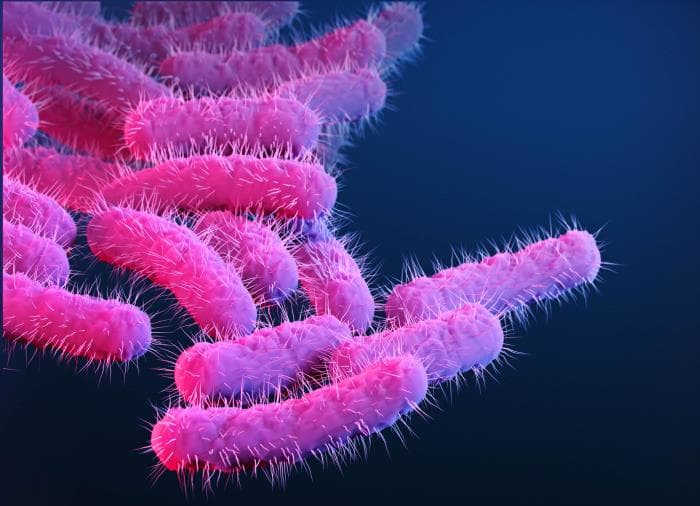 Shigella, características, transmisión y síntomas