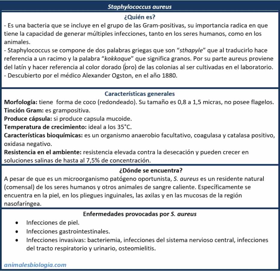 Staphylococcus aureus, resumen, esquema