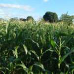 Vegetales de uso industrial, tipos u ejemplos vegetales-de-uso-industrial