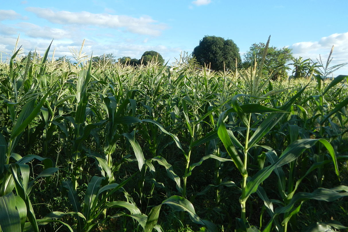 Vegetales de uso industrial