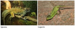 Diferencia entre lagarto e iguana