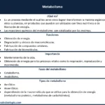 metabolismo-cuadro-resumen