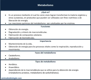 Metabolismo, qué es, funciones, fases y tipos