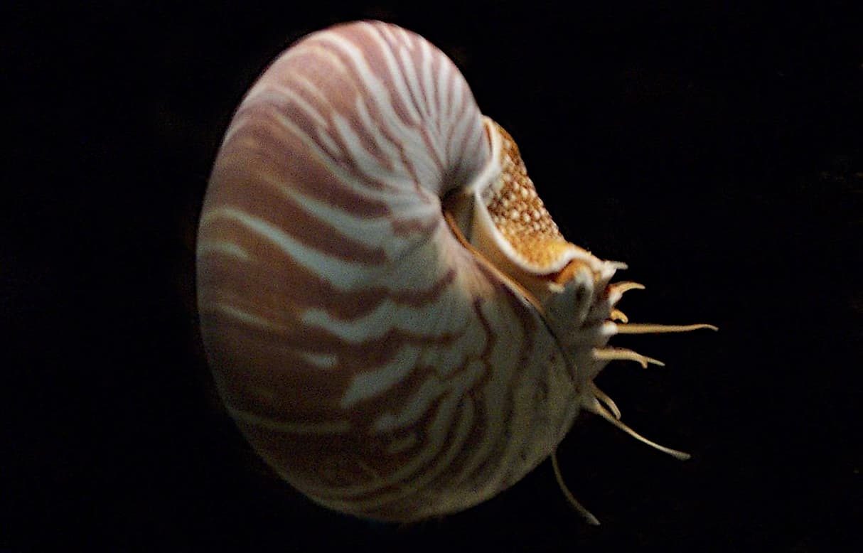 Nautilus, características y biología