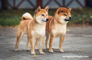 Shiba Inu, información de la raza