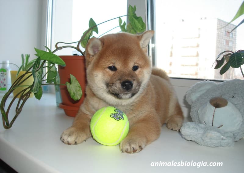 Shiba Inu, cachorro