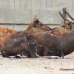 sitatunga-tragelaphus-spekii