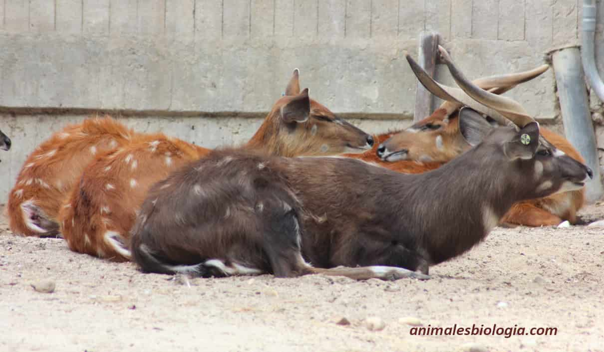 Sitatunga, Tragelaphus spekii