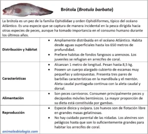 Brótola (Brotula barbata)