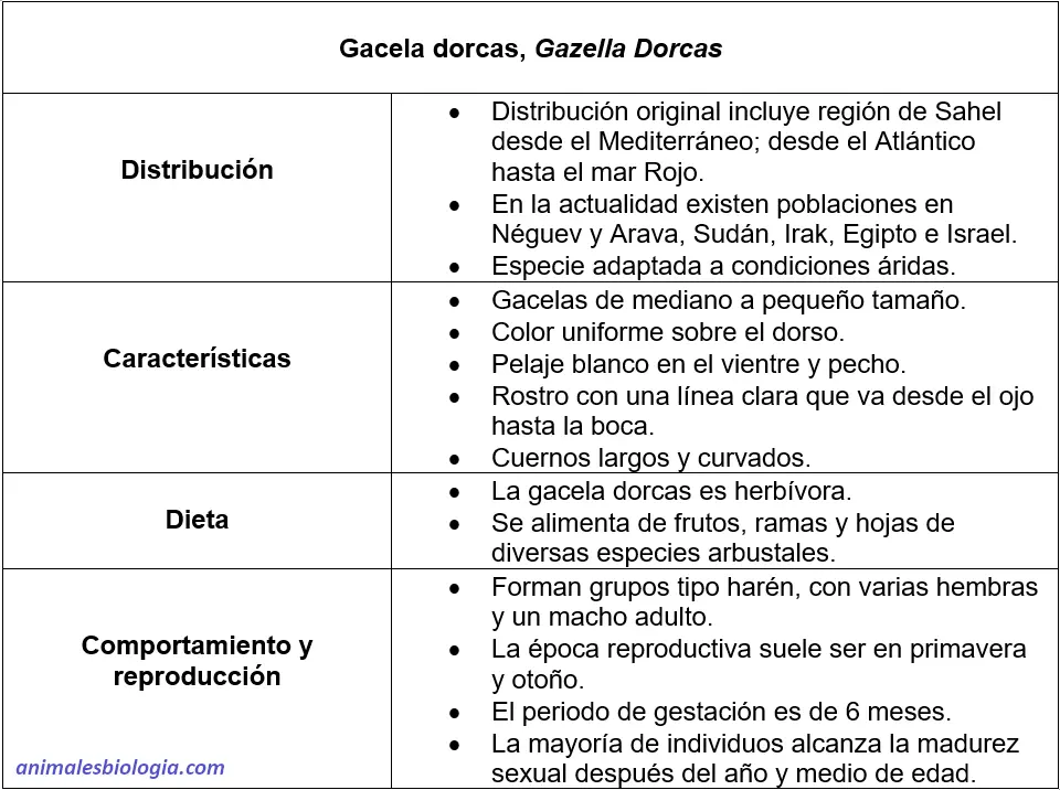 Ficha sobre la gacela dorcas, Gazella dorcas