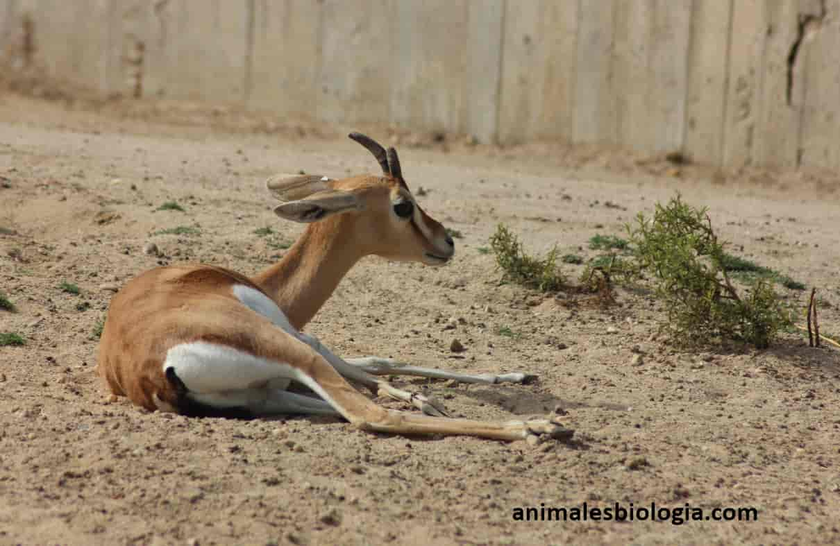 Gacela dorcas, Gazella dorcas