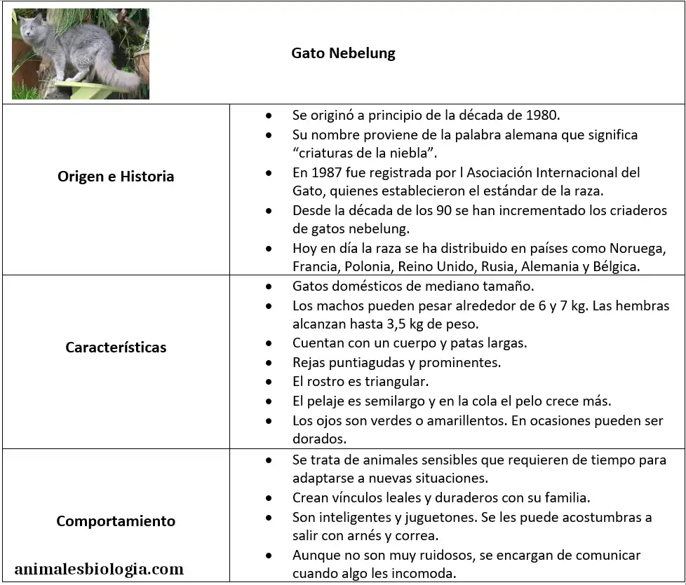 Ficha sobre el Gato nebelung