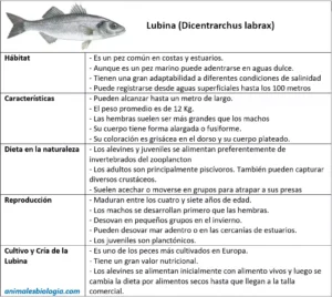 Lubina (Dicentrarchus labrax)