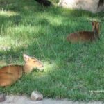 muntjac-de-reeves-muntiacus-reevesi-muntiaco