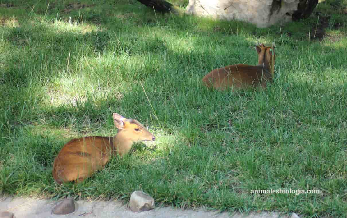 Muntjac de Reeves, Muntiacus reevesi