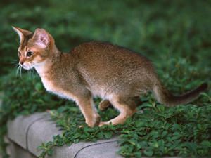 Panleucopenia felina, virus de la enteritis infecciosa felina