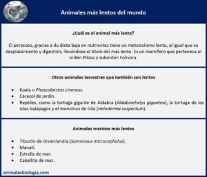 Animales más lentos del mundo