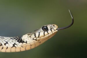 Animales que abandonan a sus crías