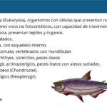 clase-actinopterygii-taxonomia