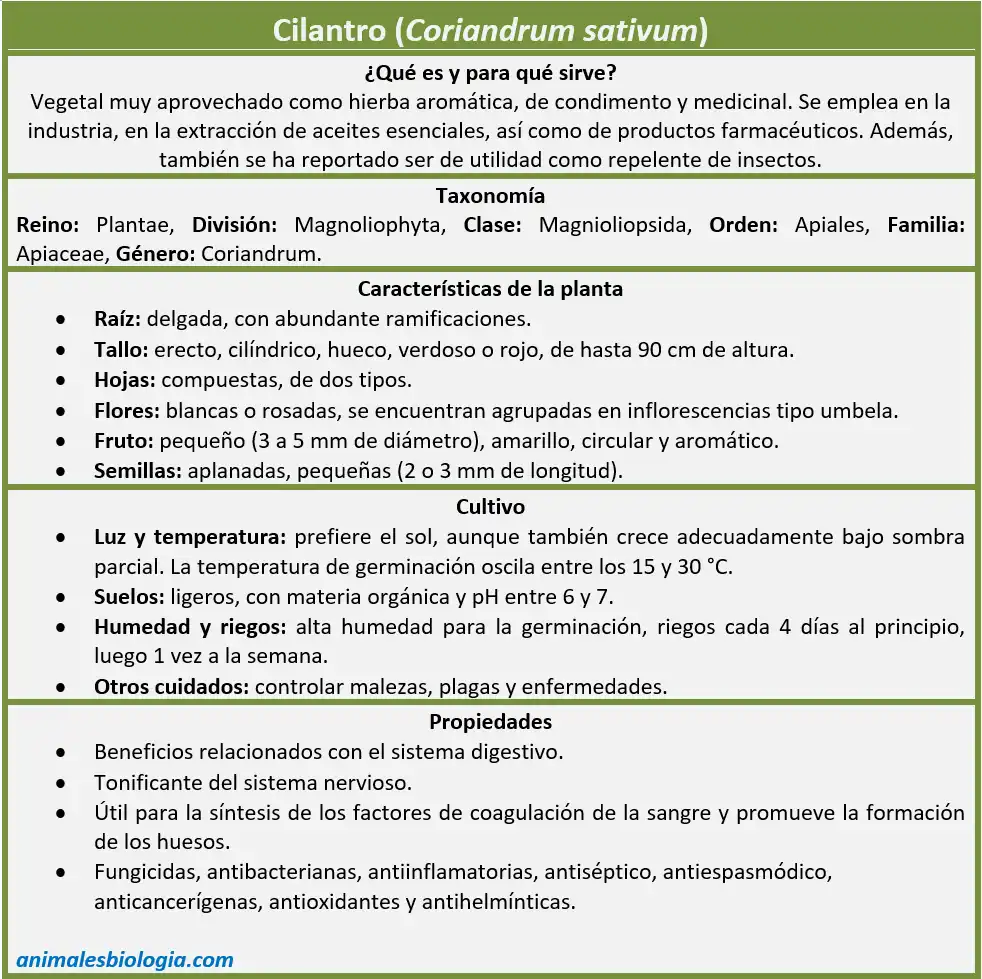Ficha de Cilantro, Coriandrum sativum
