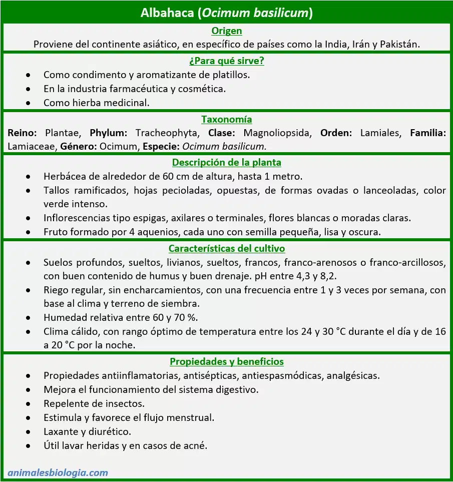 Ficha sobre la Albahaca (Ocimum basilicum)