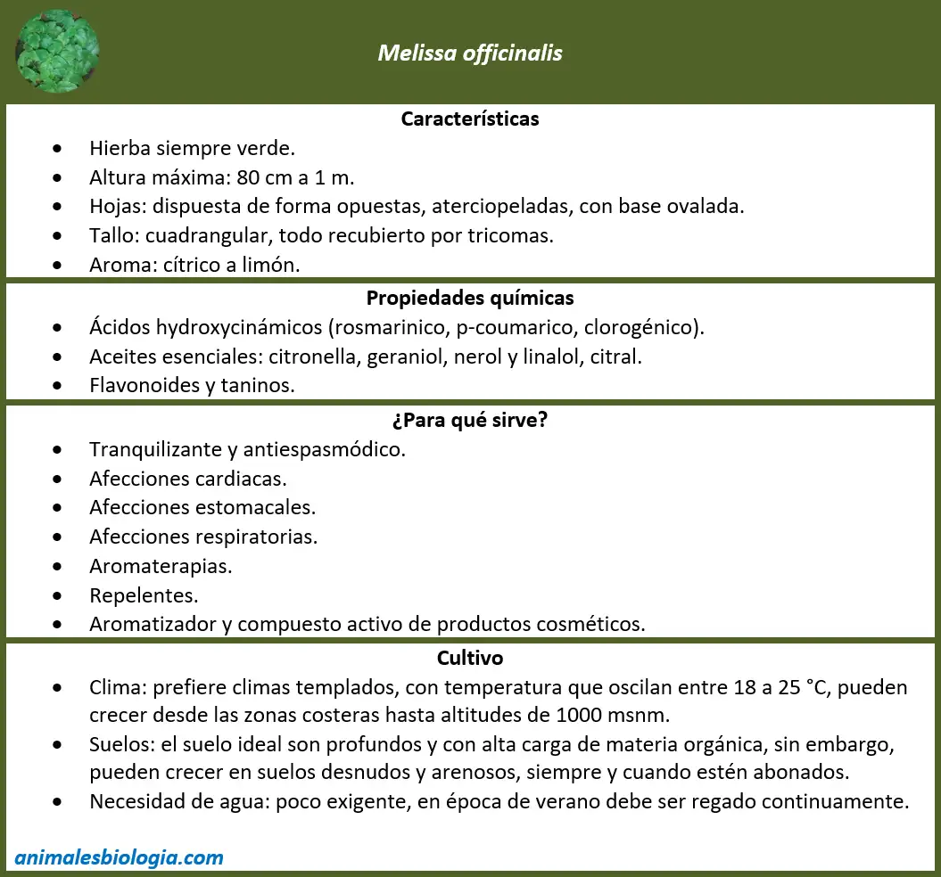 Ficha, resumen o esquema de Melisa, Melissa officinalis