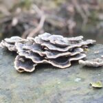 hongos-descomponedores