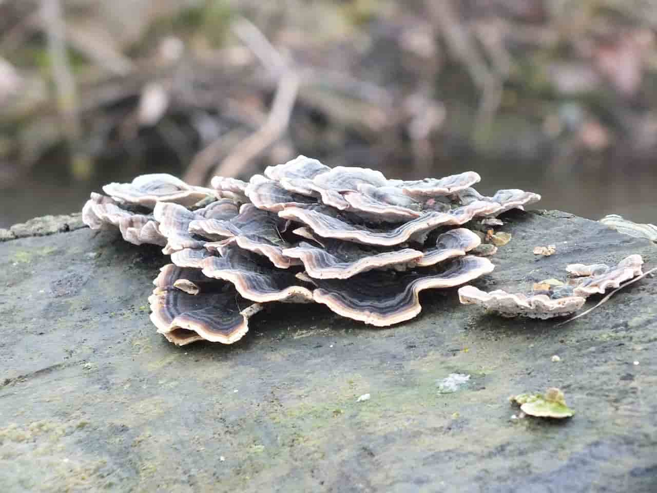 Hongos descomponedores de la materia