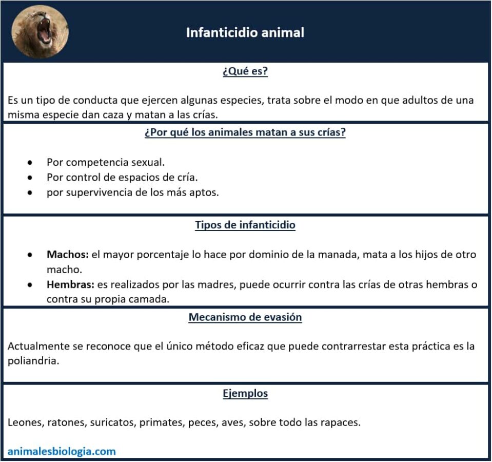 Resumen, esquema, infanticidio animal