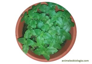 Melisa, Melissa officinalis, características, cultivo,  beneficios y propiedades