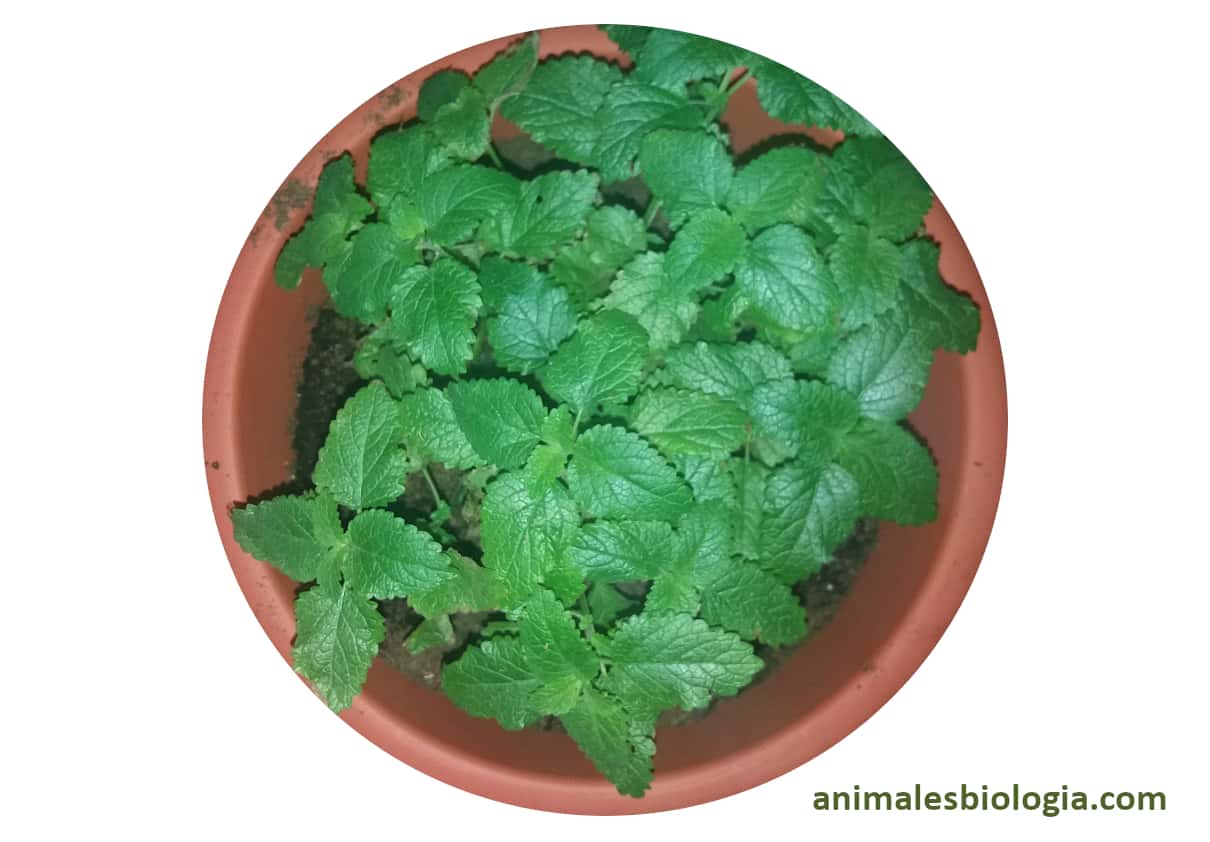 Melisa, Melissa officinalis