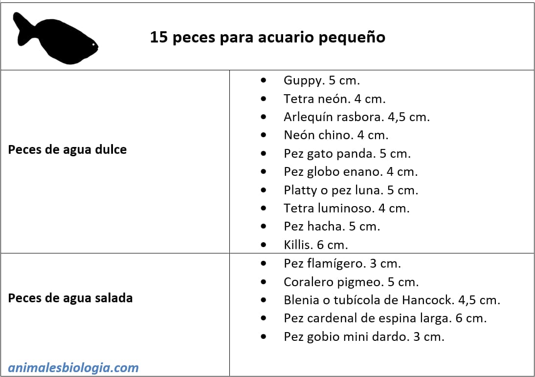 15 peces para acuario pequeño