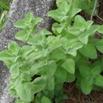 Menta (Mentha), características, tipos y propiedades Mentha_suaveolens