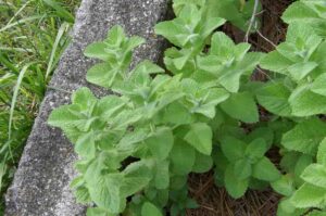 Menta (Mentha), características, tipos y propiedades