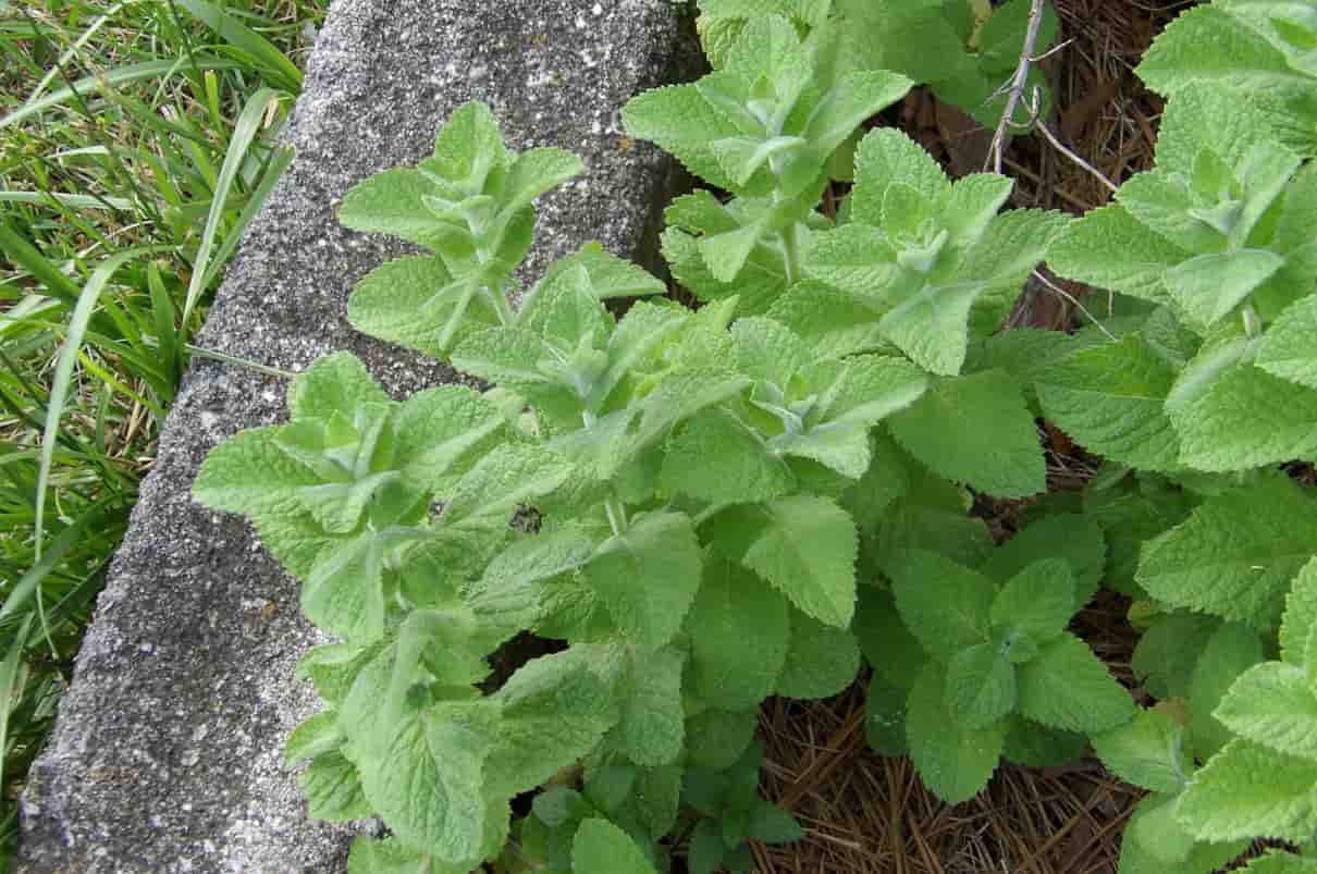 Menta: Mentha-suaveolens