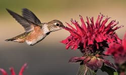 Anatomía fisiología de las aves