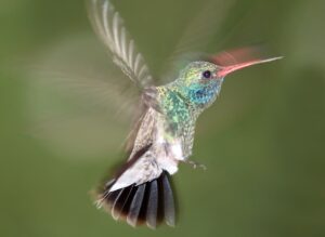 13 aves más pequeñas del mundo