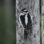 como-se-comporta-el-pajaro-carpintero