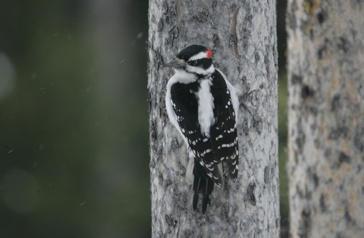 Cómo se comporta el pájaro carpintero