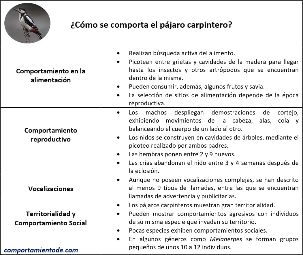 Ficha resumen sobre cómo se comporta el pájaro carpintero