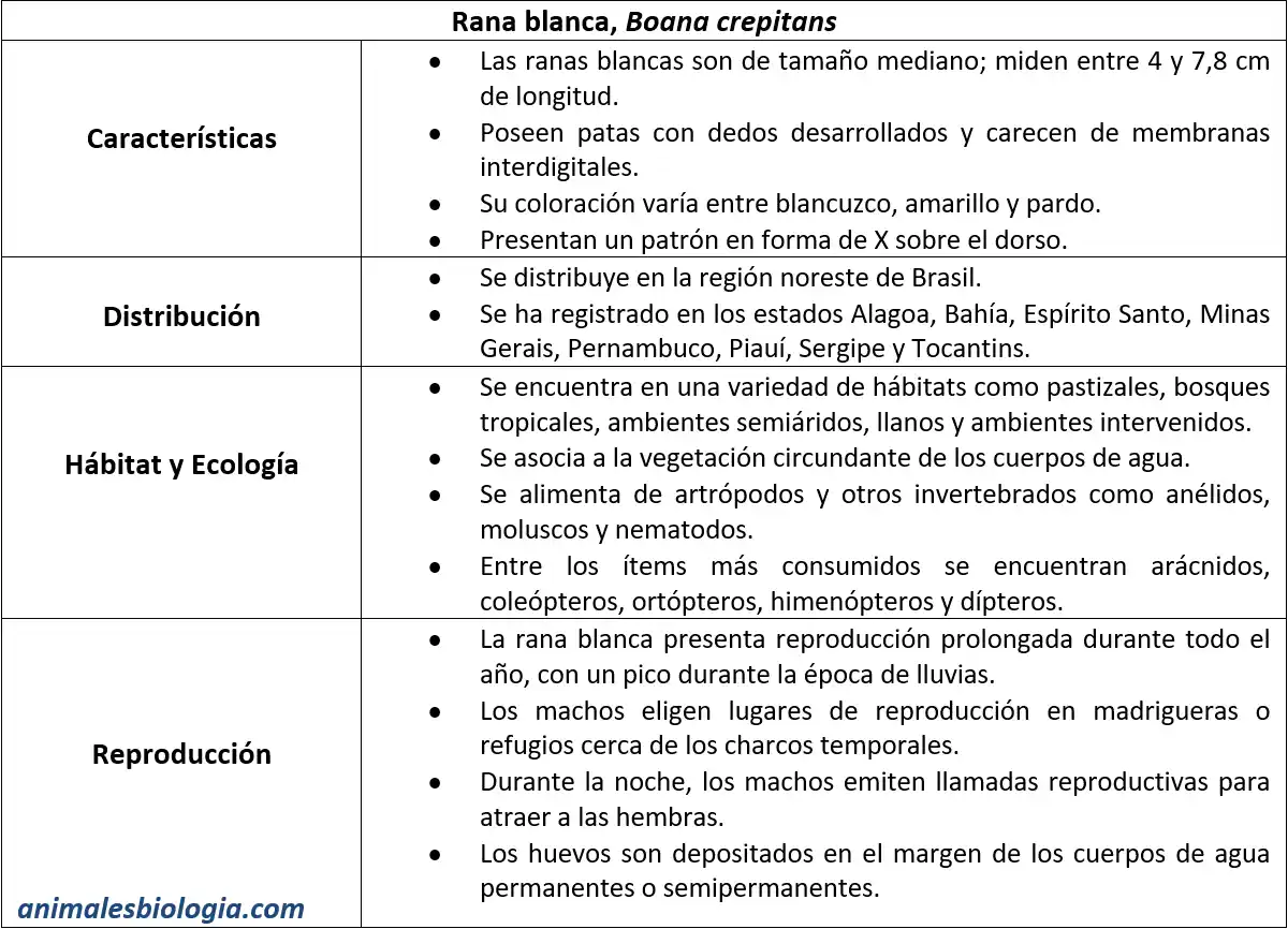 Ficha de la rana blanca, Boana crepitans