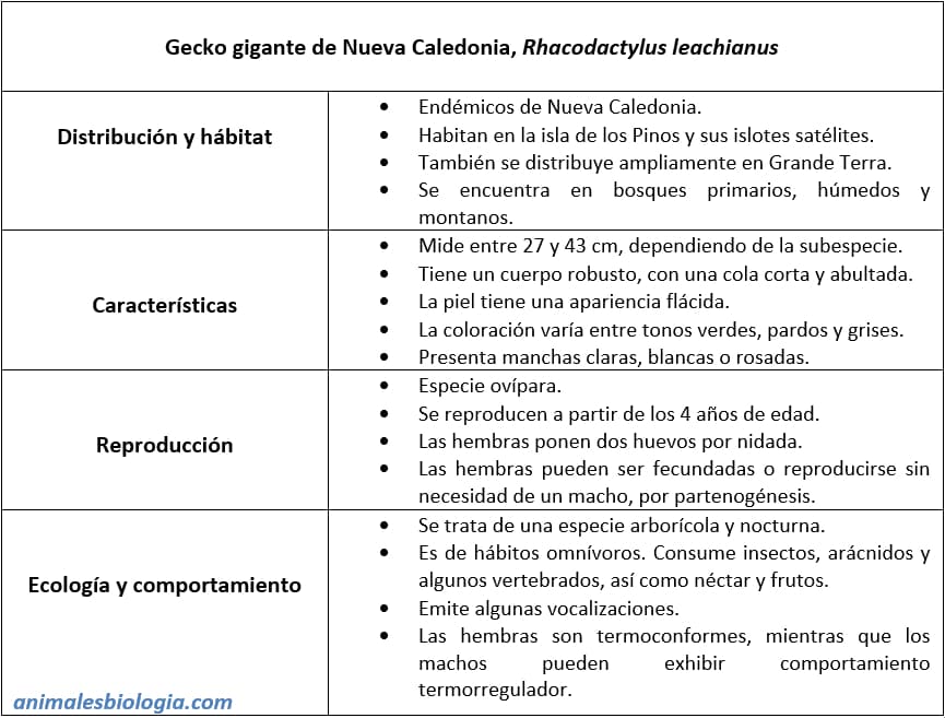 Ficha descriptiva del Gecko gigante de Nueva Caledonia, Rhacodactylus leachianus